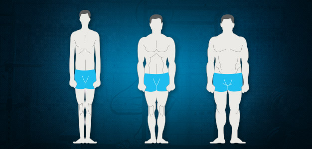 Les types de morphologie masculine du corps – Musculation