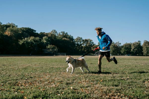 S’entrainer avec son chien