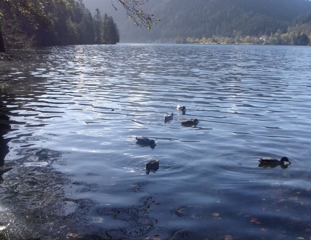 circuit dans les Vosges