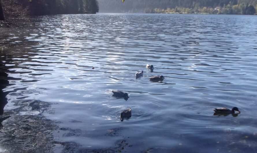 Circuit  sportif dans les Vosges